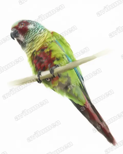 Illustration Aquarelle : Pyrrhura emma (Conure emma)