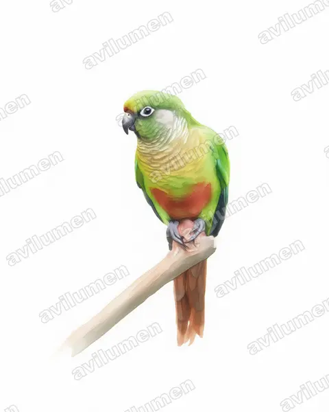 Ilustración en Acuarela: Pyrrhura frontalis (Perico de vientre rojo)