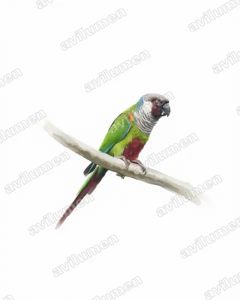 Watercolor illustration: Pyrrhura griseipectus (Grey-breasted Parakeet)