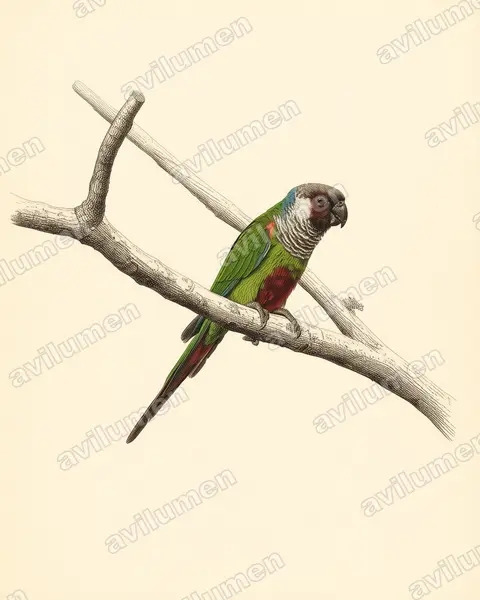 Vintage plate illustration: Pyrrhura griseipectus (Grey-breasted Parakeet)