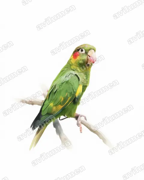 Watercolor illustration: Pyrrhura hoffmanni (Sulphur-winged Parakeet)