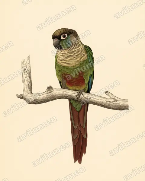 Ilustración en Lámina antigua: Pyrrhura molinae (Cotorra de Molina)