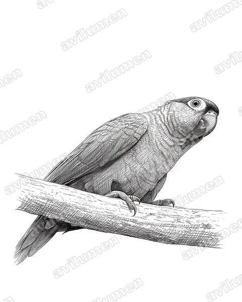 Illustration im Stil Tusche: Rotbauchsittich (Pyrrhura perlata)