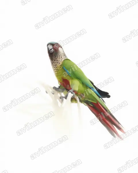 Illustration Aquarelle : Pyrrhura picta (Conure versicolore)