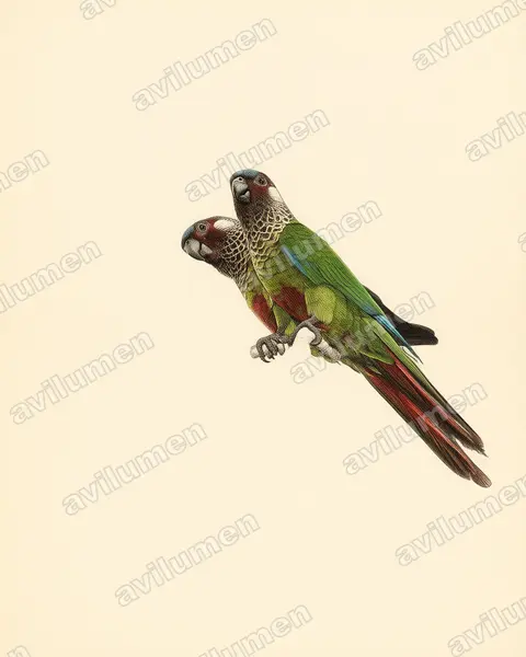 Illustration Planche ancienne : Pyrrhura picta (Conure versicolore)