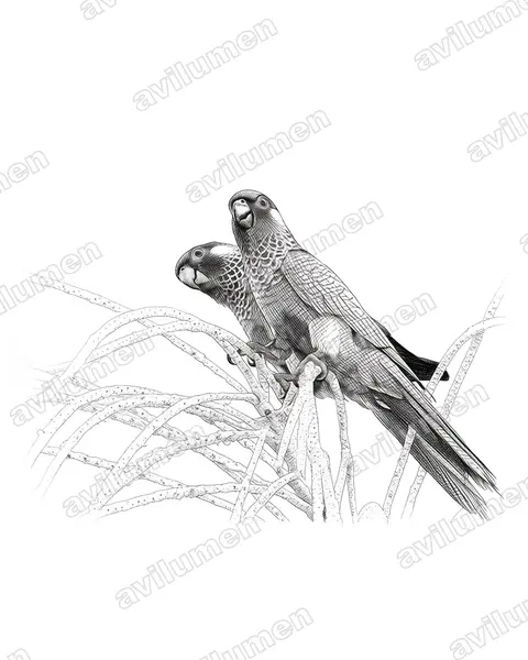 Illustration Encre : Pyrrhura picta (Conure versicolore)