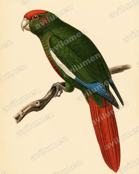 Rose-crowned Parakeet（Pyrrhura rhodocephala）的古典图版插画