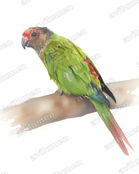 Illustration im Stil Aquarell: Rose-fronted Parakeet (Pyrrhura roseifrons)