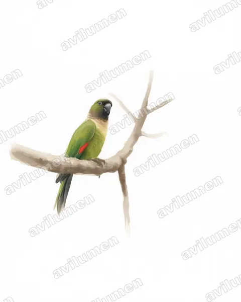 Ilustración en Acuarela: Pyrrhura rupicola (Cotorra capirotada)