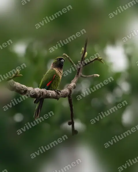 Ilustración en Realista: Pyrrhura rupicola (Cotorra capirotada)