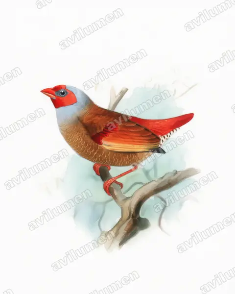 橙翅斑腹雀（Pytilia afra）的水彩插画