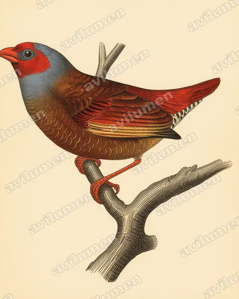 橙翅斑腹雀（Pytilia afra）的古典图版插画