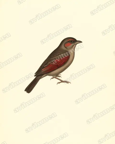 Vintage plate illustration: Pytilia phoenicoptera (Red-winged Pytilia)