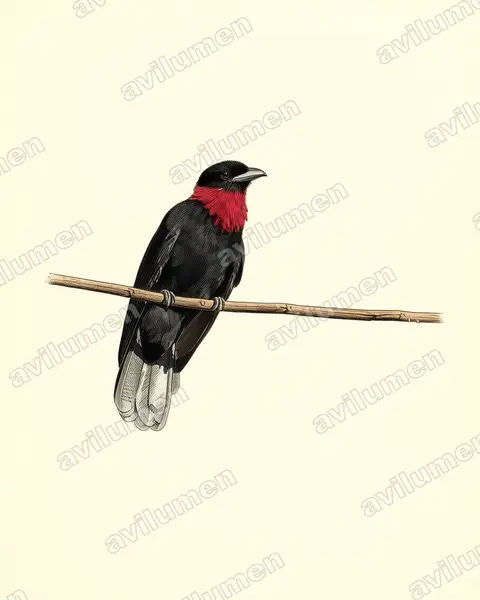 Illustration Planche ancienne : Querula purpurata (Coracine noire)