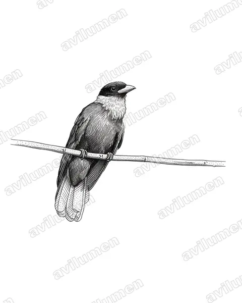 Illustration Encre : Querula purpurata (Coracine noire)