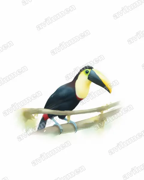 Illustration im Stil Aquarell: Küstentukan (Ramphastos brevis)