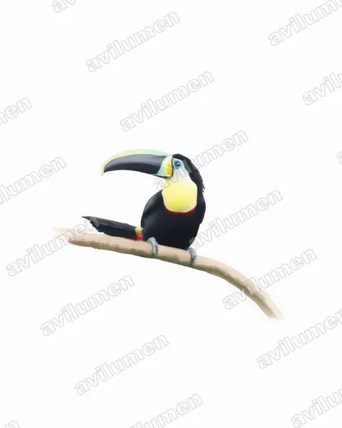 枸櫞喉鵎鵼（Ramphastos citreolaemus）的水彩插画