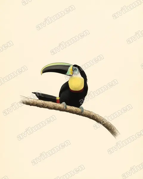 枸櫞喉鵎鵼（Ramphastos citreolaemus）的古典图版插画