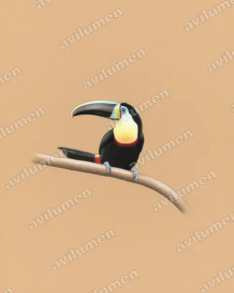 枸櫞喉鵎鵼（Ramphastos citreolaemus）的彩色铅笔插画