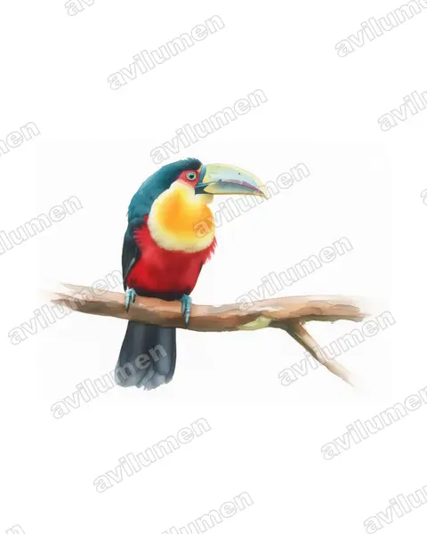 Illustration Aquarelle : Ramphastos dicolorus (Toucan à ventre rouge)