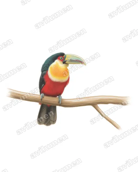 Illustration Crayon de couleur : Ramphastos dicolorus (Toucan à ventre rouge)