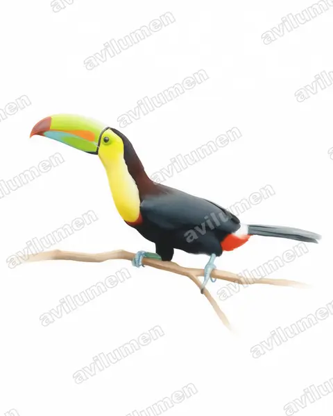 Illustration Aquarelle : Ramphastos sulfuratus (Toucan à carène)