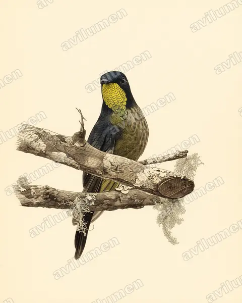 Vintage plate illustration: Ramphomicron dorsale (Black-backed thornbill)