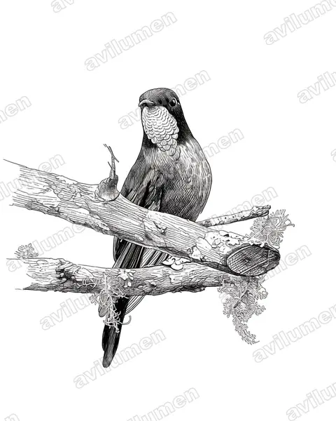 Ink illustration: Ramphomicron dorsale (Black-backed thornbill)