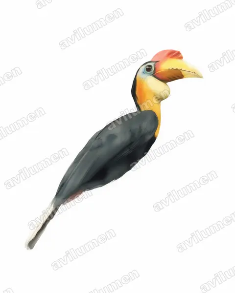 皱盔犀鸟（Rhabdotorrhinus corrugatus）的水彩插画