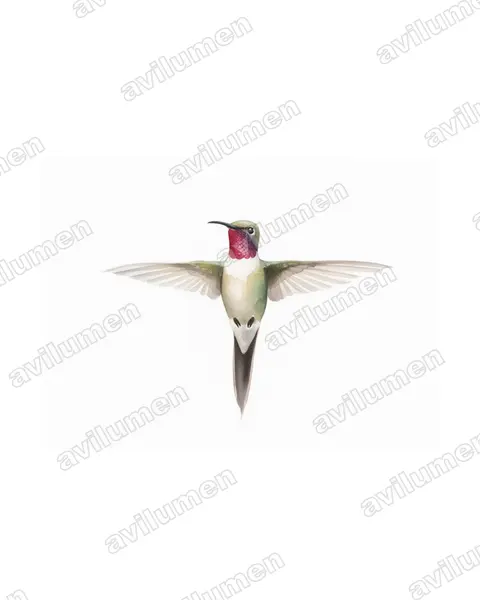 Illustration im Stil Aquarell: Atacamakolibri (Rhodopis vesper)