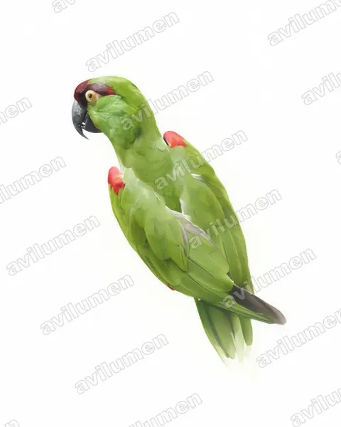 Illustration im Stil Aquarell: Maroon-fronted Parrot (Rhynchopsitta terrisi)