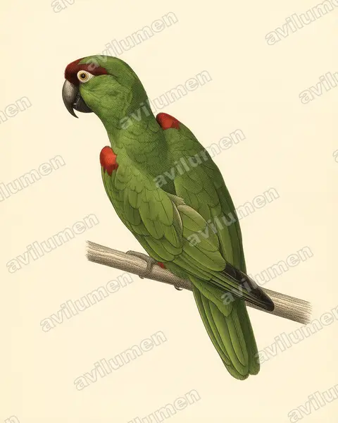 Illustration im Stil Historische Tafel: Maroon-fronted Parrot (Rhynchopsitta terrisi)