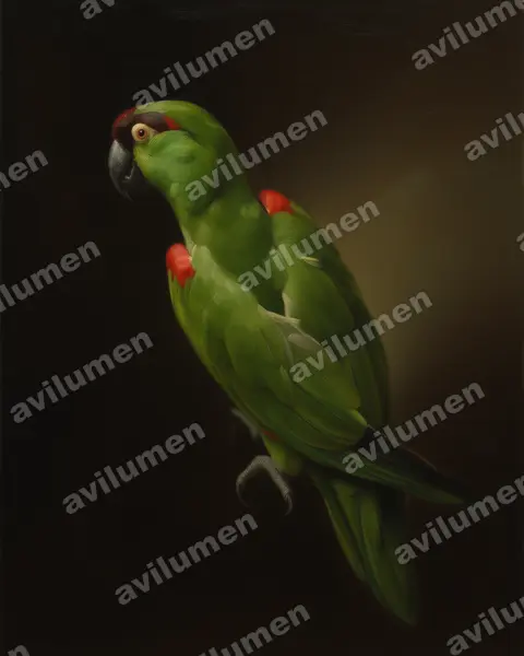 Illustration im Stil Öl: Maroon-fronted Parrot (Rhynchopsitta terrisi)
