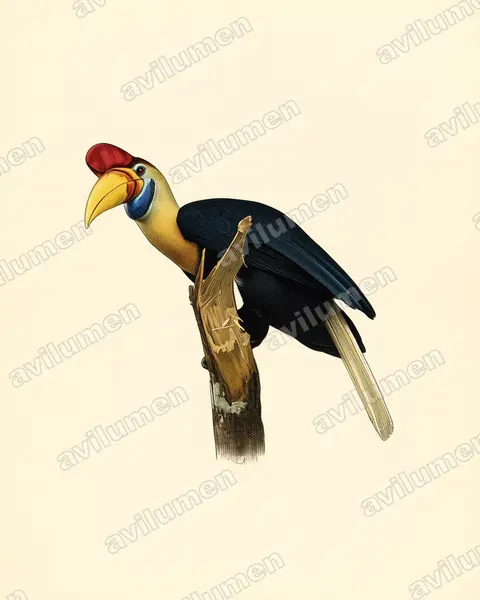 Illustration Planche ancienne : Rhyticeros cassidix (Calao à cimier)