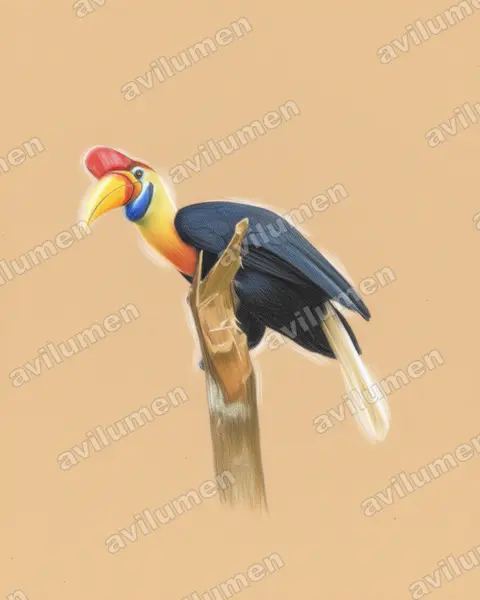 Illustration Crayon de couleur : Rhyticeros cassidix (Calao à cimier)