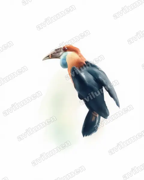 Illustration im Stil Aquarell: Sumbahornvogel (Rhyticeros everetti)