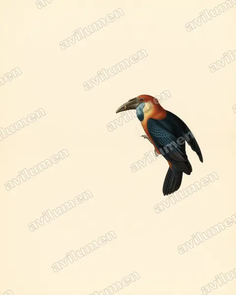 Illustration im Stil Historische Tafel: Sumbahornvogel (Rhyticeros everetti)