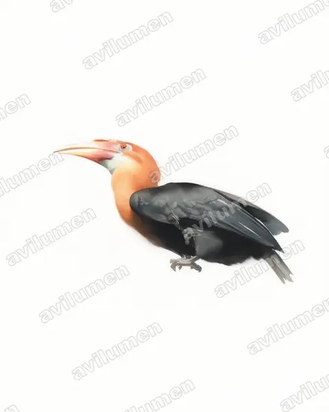Illustration im Stil Aquarell: Narcondam-Jahrvogel (Rhyticeros narcondami)