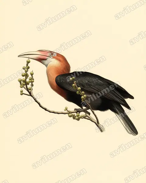 Illustration im Stil Historische Tafel: Narcondam-Jahrvogel (Rhyticeros narcondami)