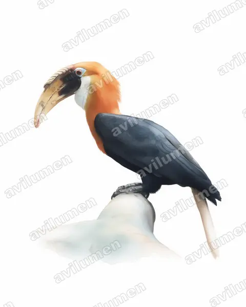 Illustration im Stil Aquarell: Papuahornvogel (Rhyticeros plicatus)