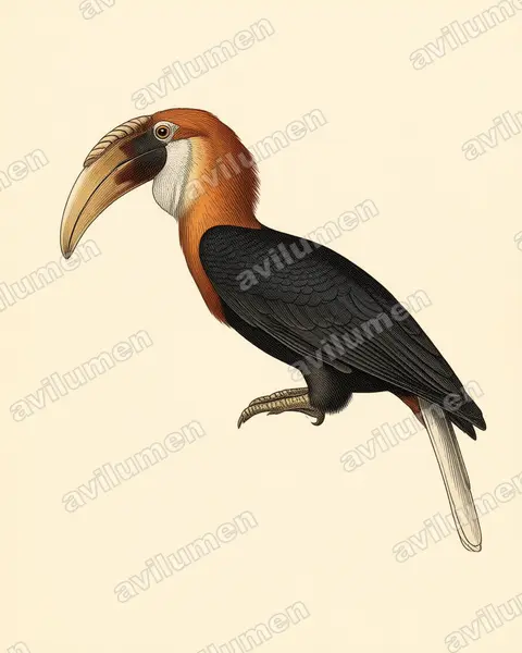 Illustration im Stil Historische Tafel: Papuahornvogel (Rhyticeros plicatus)