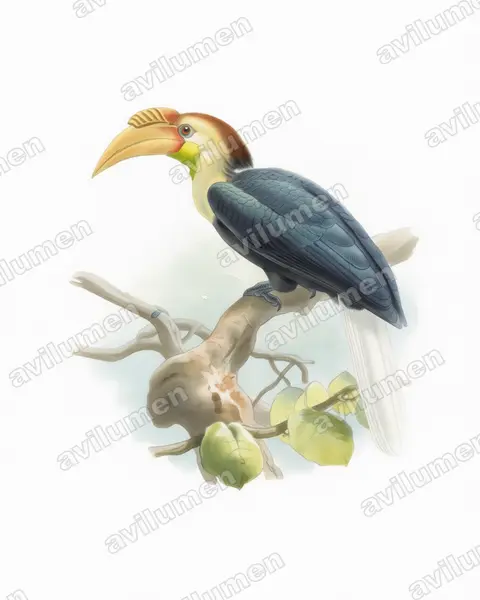 Illustration im Stil Aquarell: Sundajahrvogel (Rhyticeros subruficollis)