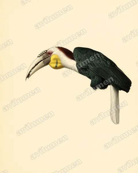 Ilustración en Lámina antigua: Rhyticeros undulatus (Aceros undulatus)