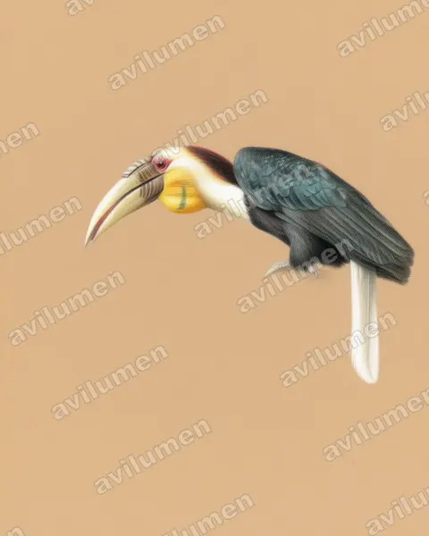Ilustración en Lápiz de color: Rhyticeros undulatus (Aceros undulatus)