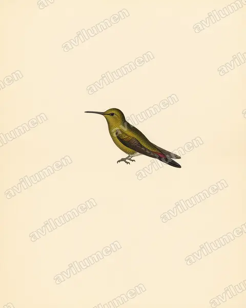 Vintage plate illustration: Riccordia elegans (Gould's emerald)