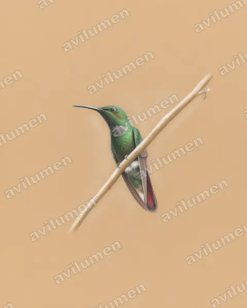 中美翠蜂鸟（Riccordia swainsonii）的彩色铅笔插画