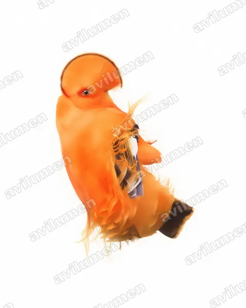 Ilustración en Acuarela: Rupicola rupicola (Gallito de las rocas guayanés​)