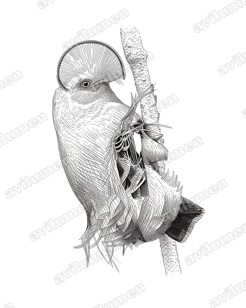Ilustración en Tinta: Rupicola rupicola (Gallito de las rocas guayanés​)
