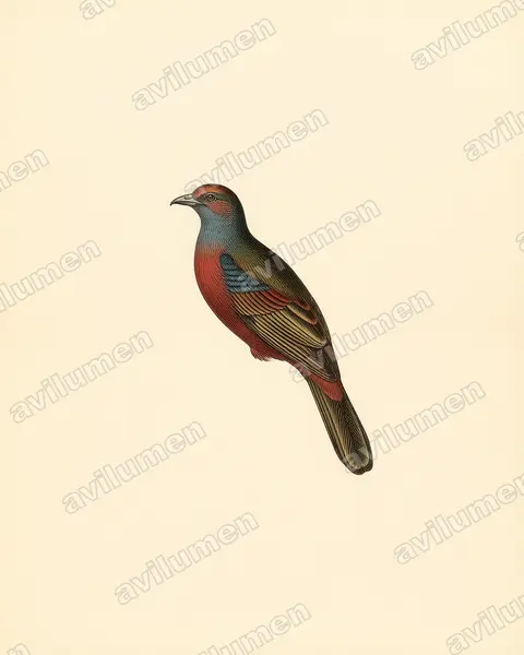 Illustration Planche ancienne : Ruwenzorornis johnstoni (Touraco du Ruwenzori)