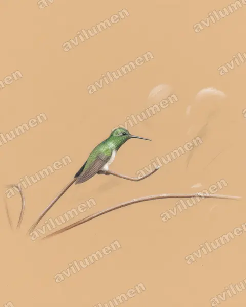 Illustration Crayon de couleur : Saucerottia cupreicauda (Ariane à queue cuivrée)